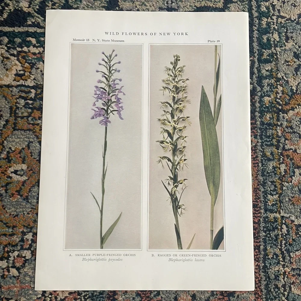 🖤5/$25 Botanical orchid Plant Print Original 100 years old Vintage Home Decor